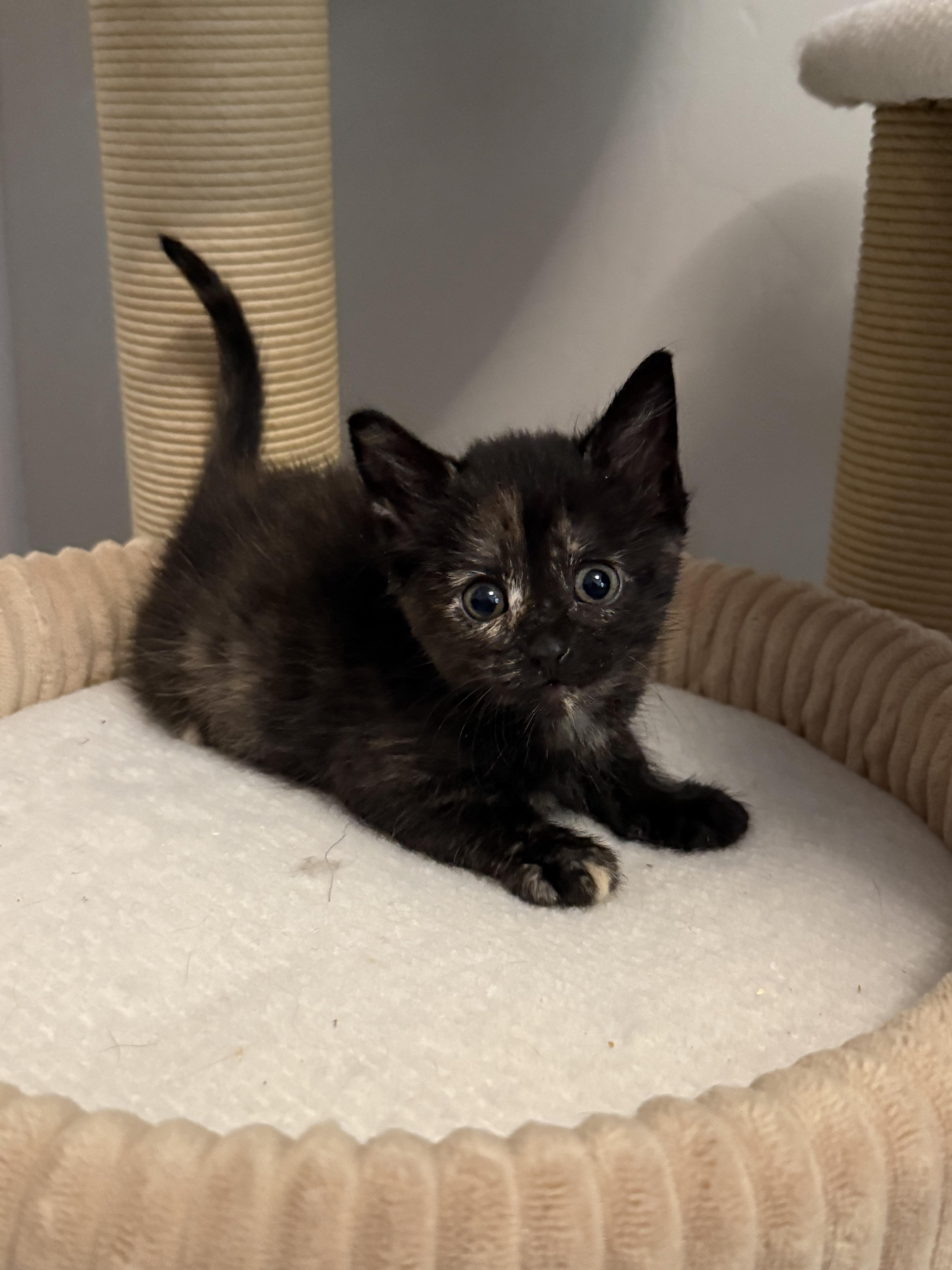 A baby medium-sized female Tortoiseshell Domestic Short Hair cat named Suarez for adoption in Fruit Heights, UT