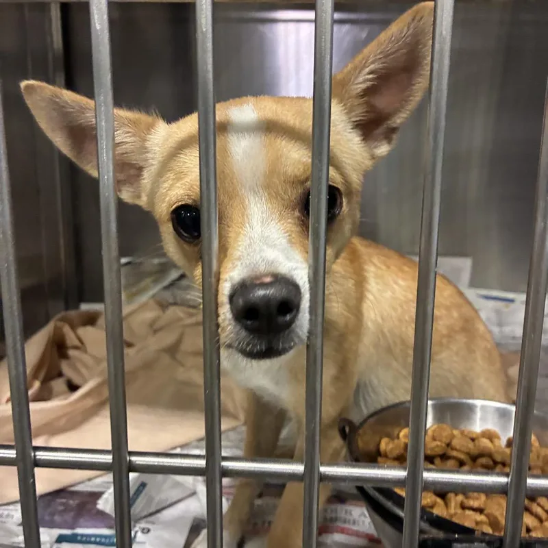 An adult small-sized male Chihuahua dog named Lucas for adoption in Point Richmond, CA