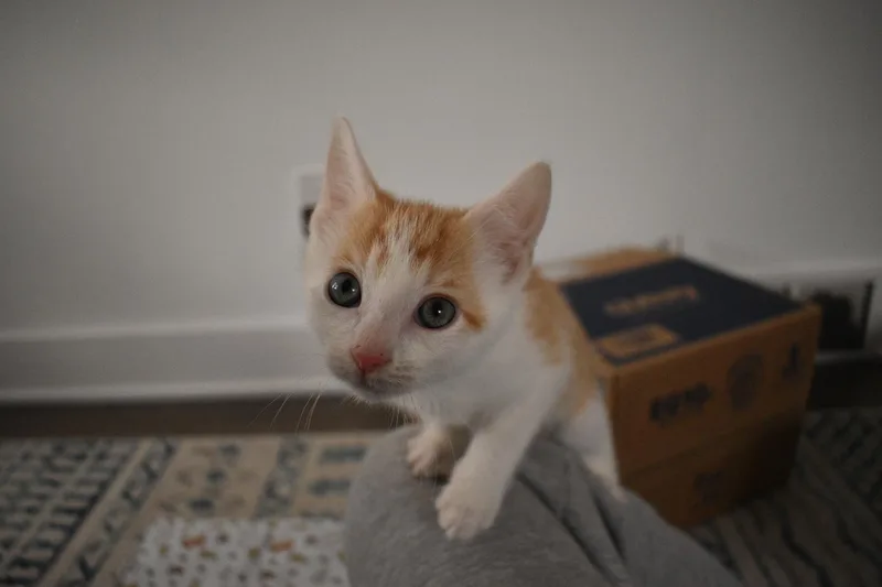A baby medium-sized male Orange & White Domestic Short Hair cat named Bobby for adoption in Haddon Heights, NJ
