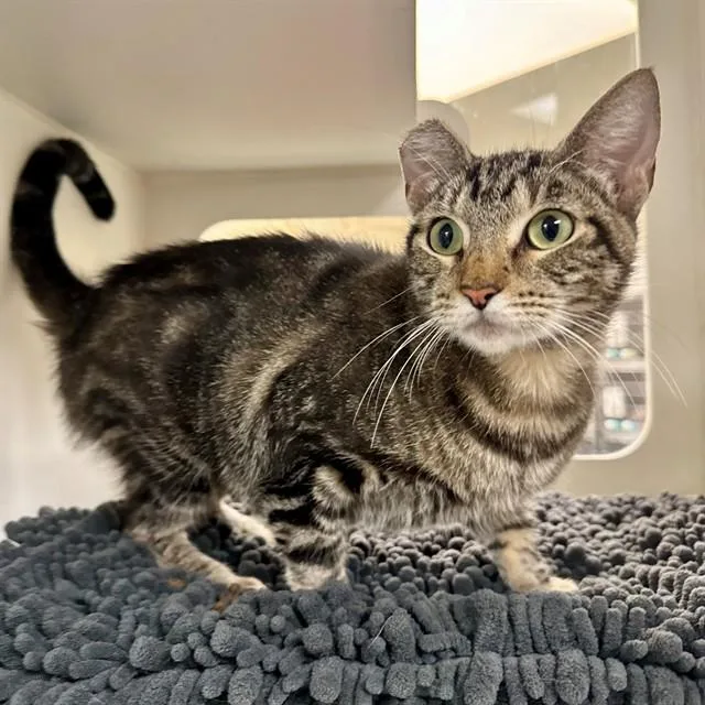 An adult small-sized female Domestic Short Hair cat named Esme for adoption in Riverside, CA