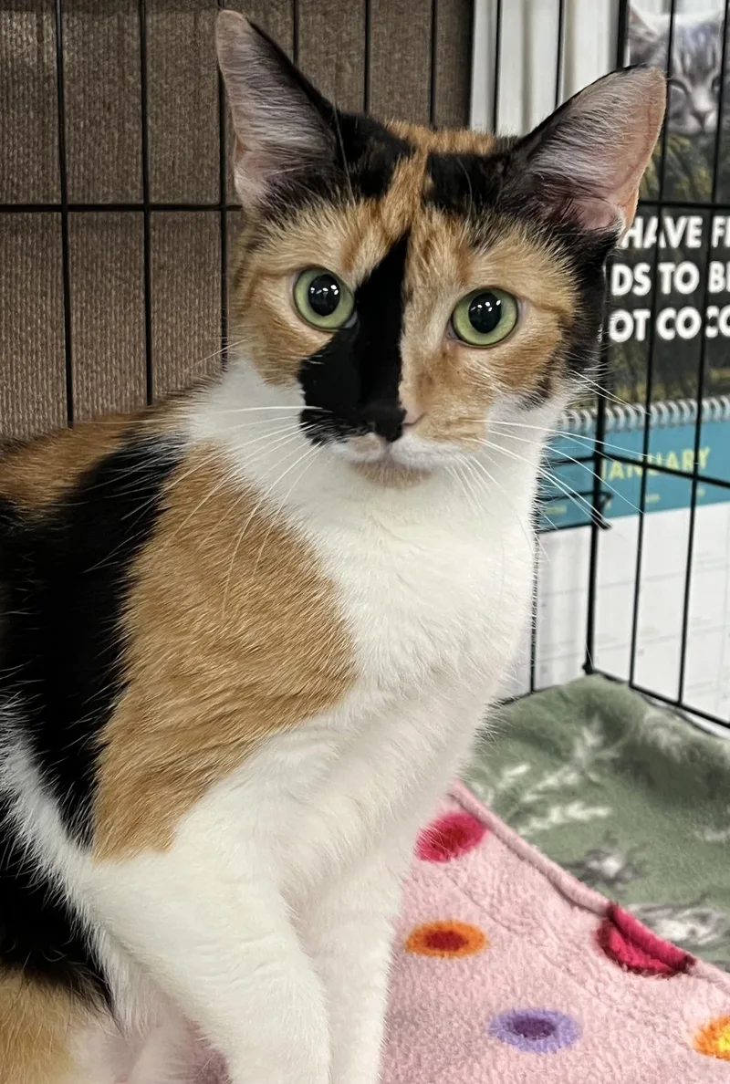 A young medium-sized female Calico Domestic Short Hair cat named Cleo for adoption in Johnston, RI