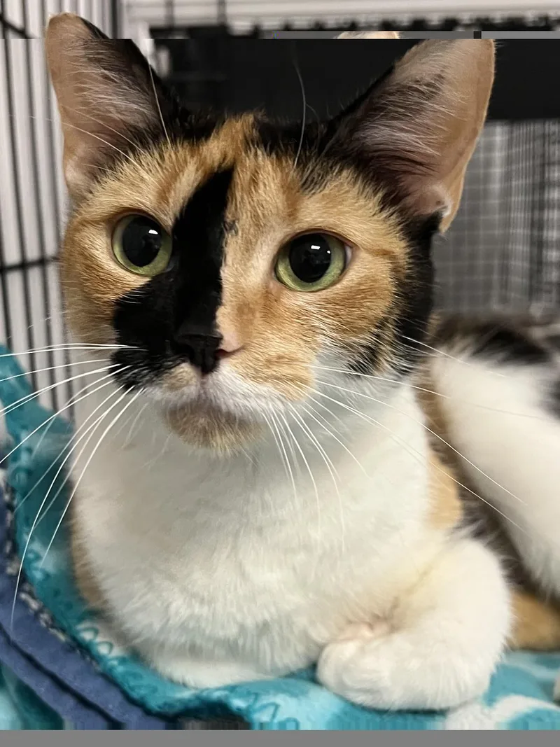 Cleo thumbnail 2