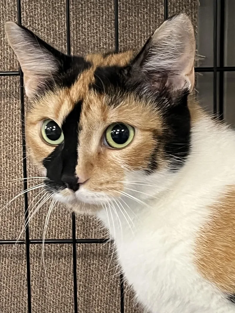 Cleo thumbnail 4
