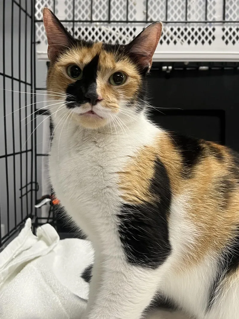Cleo thumbnail 5