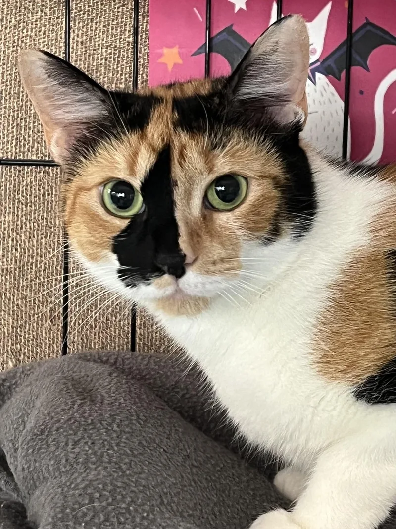 Cleo thumbnail 6