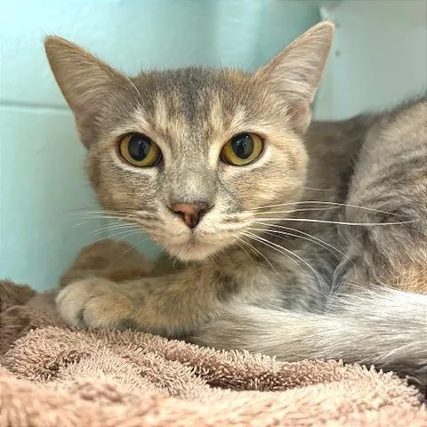 A young medium-sized female Domestic Short Hair cat named Cece for adoption in Redwood City, CA