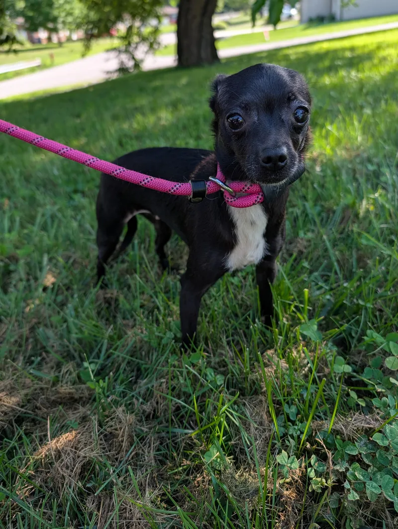 An adult small-sized female Chihuahua dog named Pepper for adoption in Richmond, KY