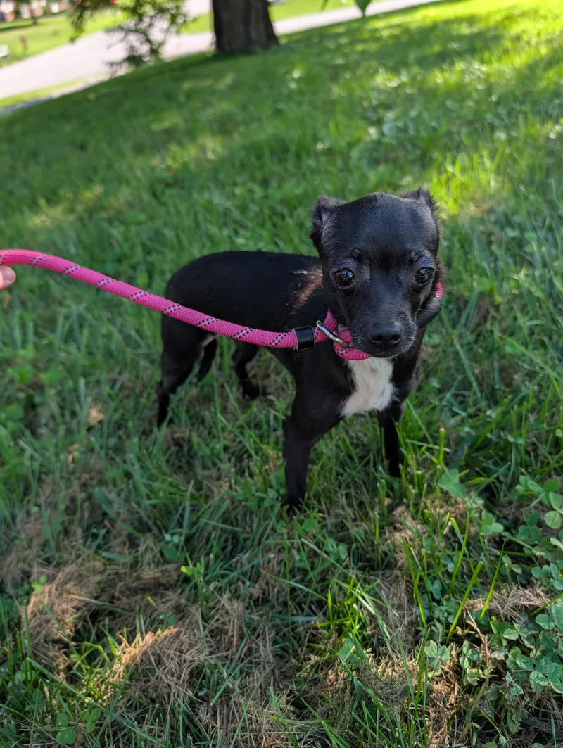 Pepper thumbnail 2