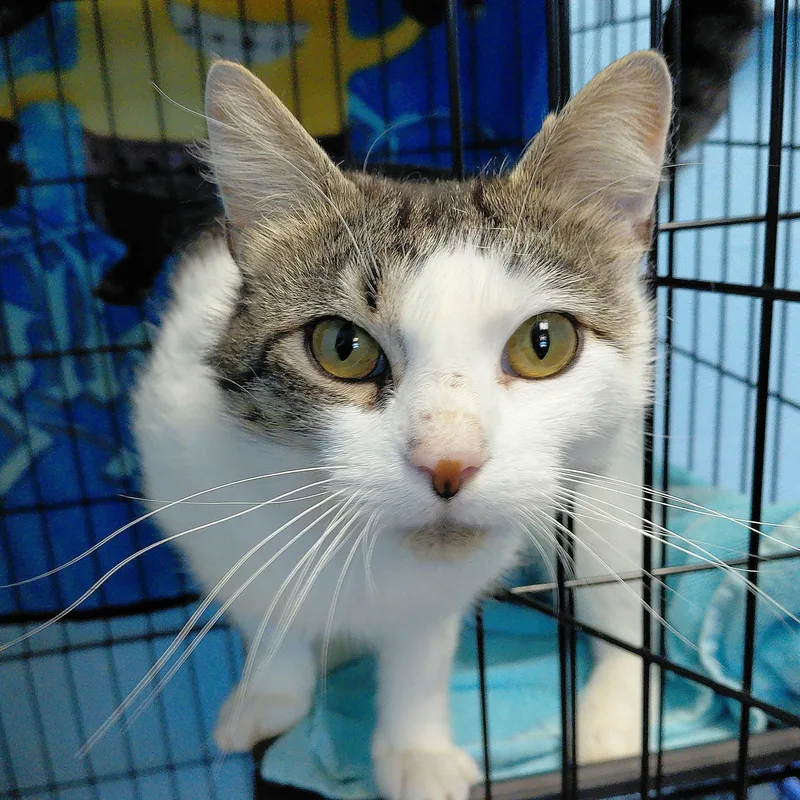 An adult large-sized male Tabby (Buff / Tan / Fawn) Domestic Short Hair cat named Ellis for adoption in Stanley, VA