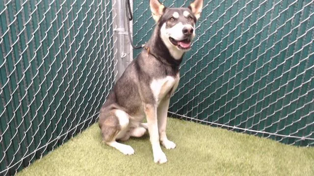 A young large-sized male German Shepherd Dog dog named Arlo for adoption in Downey, CA