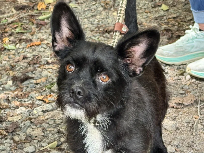 A young small-sized female Black Terrier dog named Wabi Sabi for adoption in Meherrin, VA