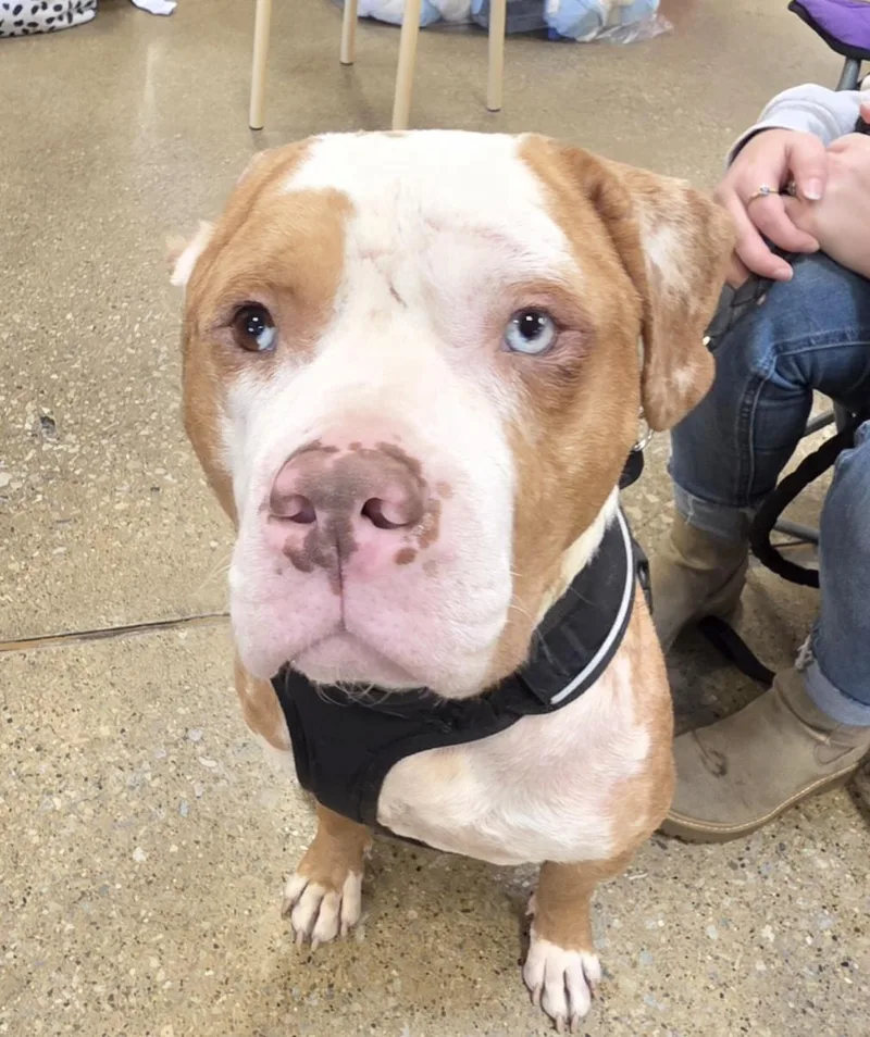 Cornelius thumbnail 2