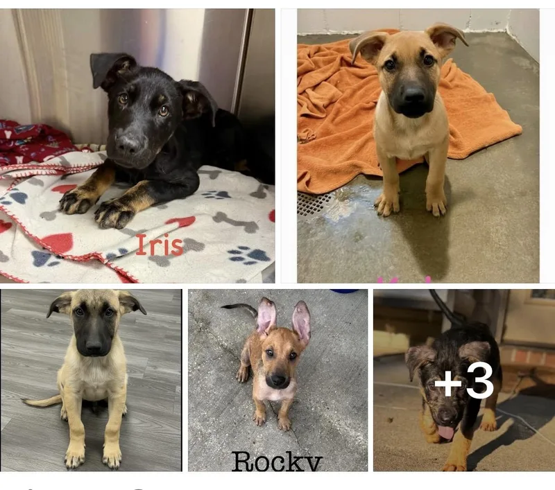 A baby medium-sized male Labrador Retriever dog named Super Hero Litter for adoption in seaside heights, NJ