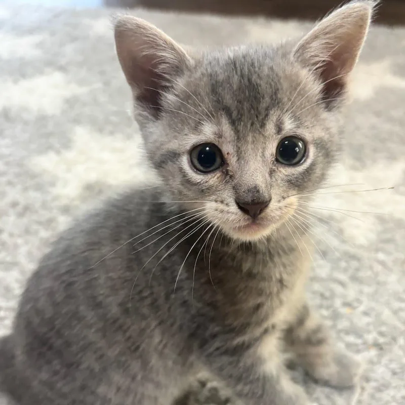 A baby small-sized female Gray / Blue / Silver Domestic Short Hair cat named Spice for adoption in Newport News, VA