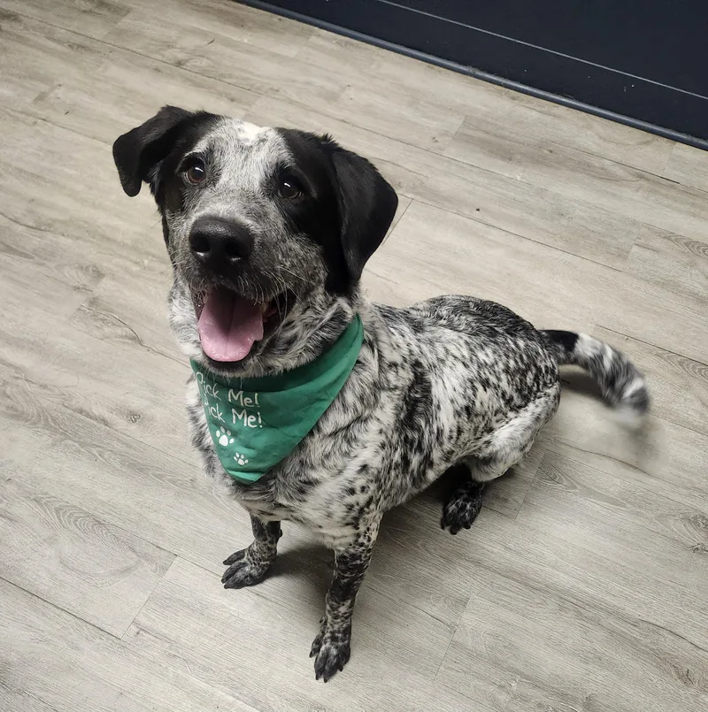An adult medium-sized male Australian Cattle Dog / Blue Heeler dog named Bluey for adoption in Mansfield, OH