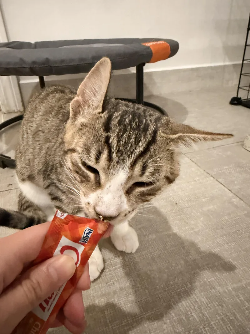 A baby medium-sized male Tabby (Brown / Chocolate) Domestic Short Hair cat named Lime And Goose for adoption in Wellesley, MA