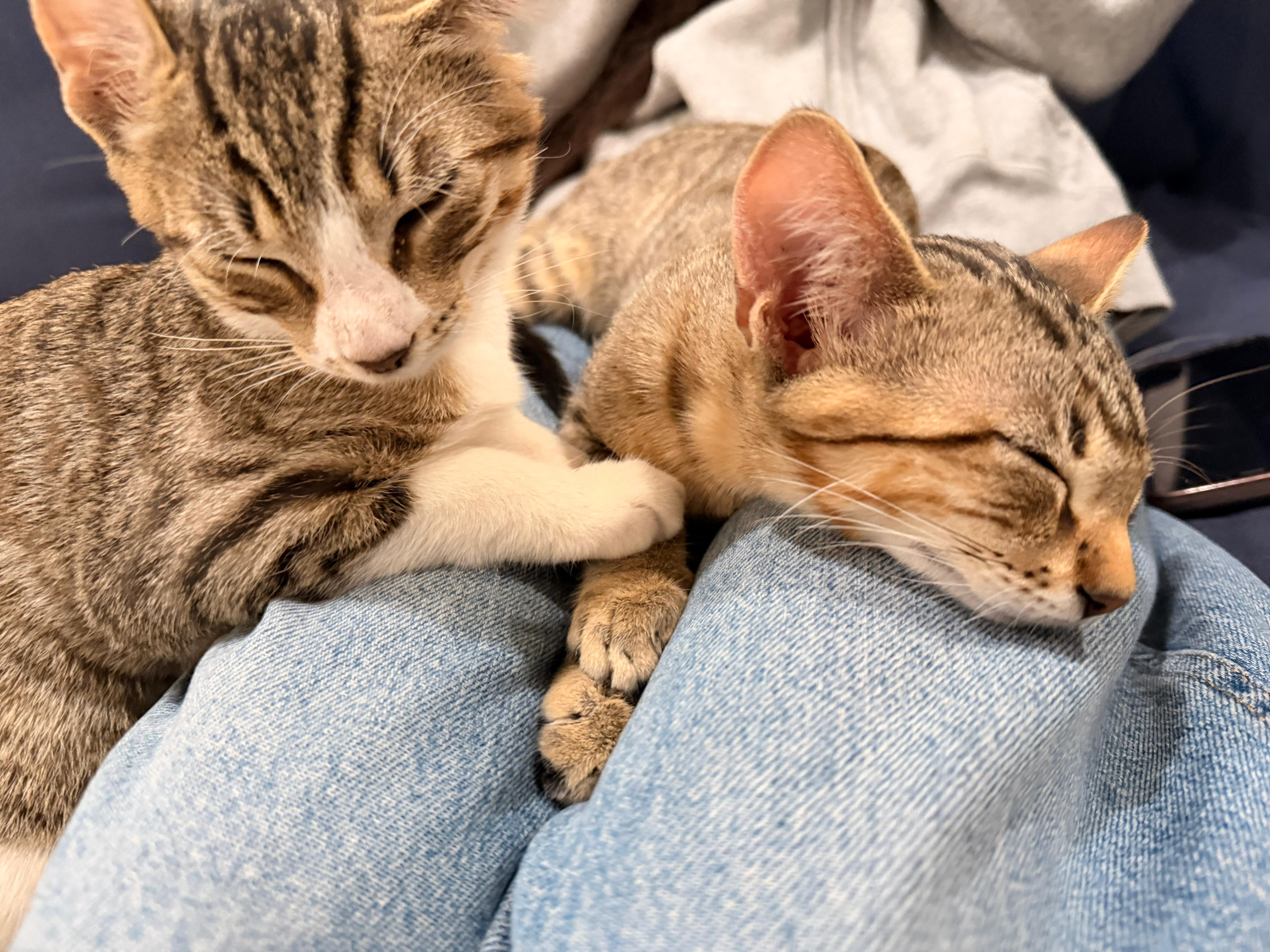 Lime And Goose thumbnail 2
