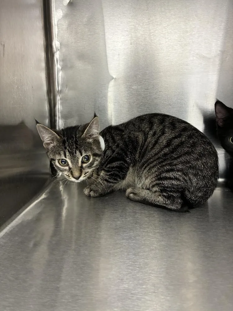 A baby small-sized female Domestic Short Hair cat named Sage for adoption in Marietta, GA