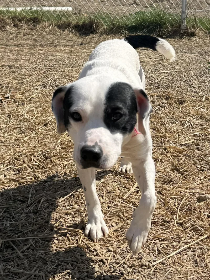A young medium-sized male Black Mixed Breed dog named Abel for adoption in Warren, OH