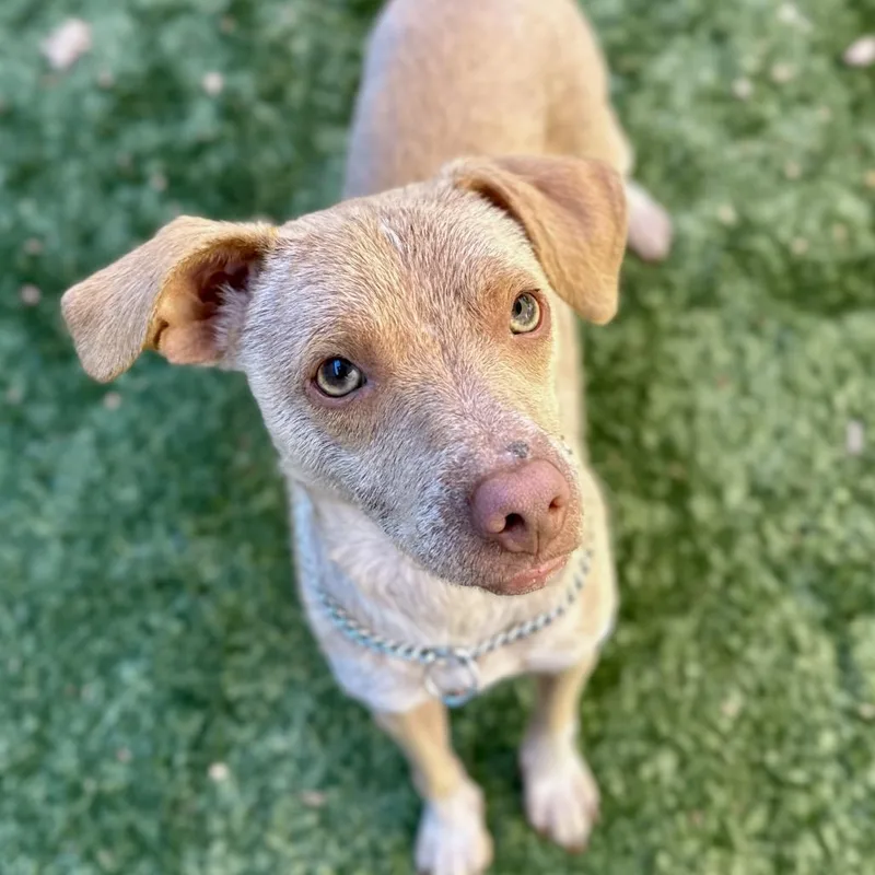 A young small-sized male Yellow / Tan / Blond / Fawn Chihuahua dog named Petree ECAS for adoption in Pleasanton, CA
