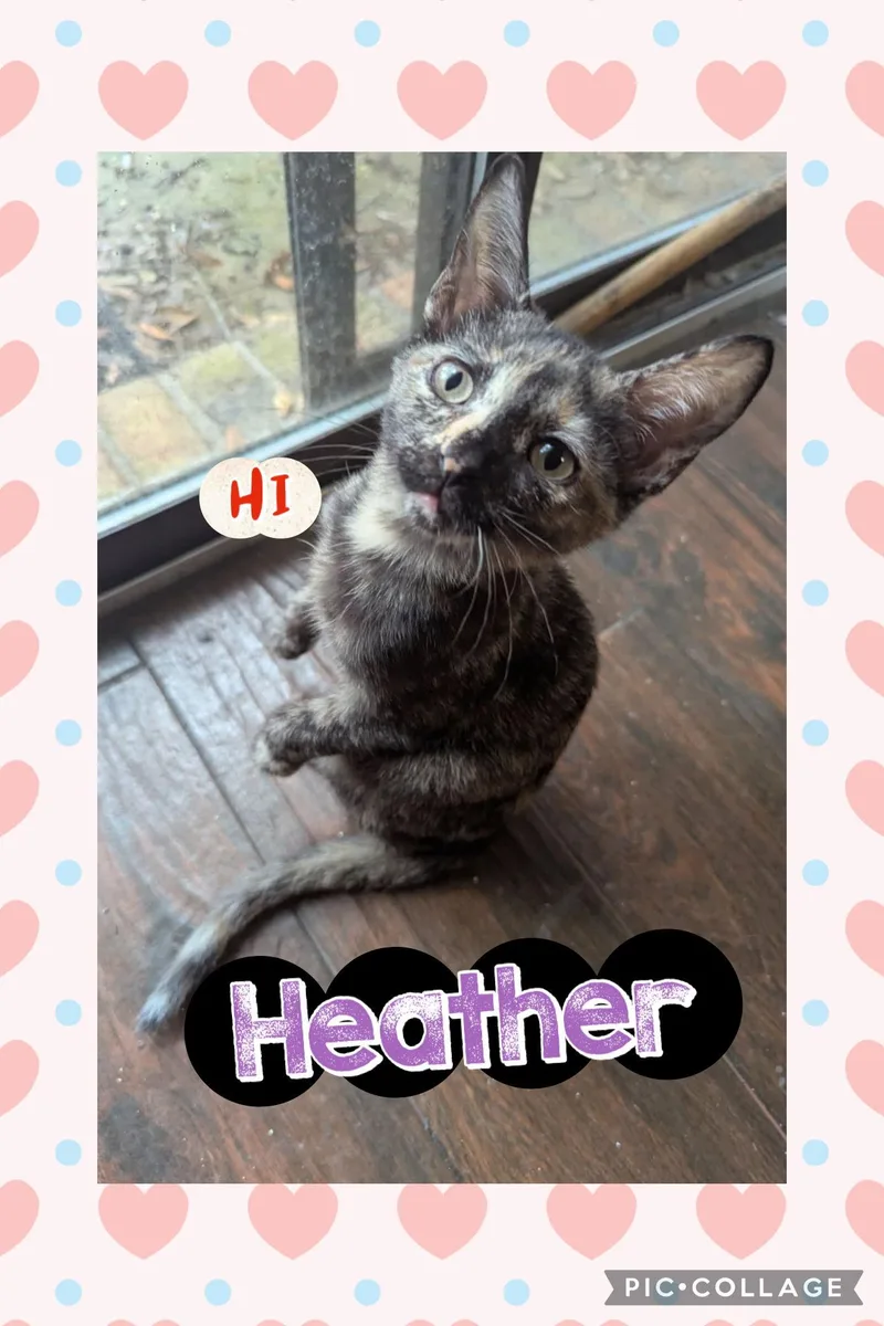 Heather thumbnail 2