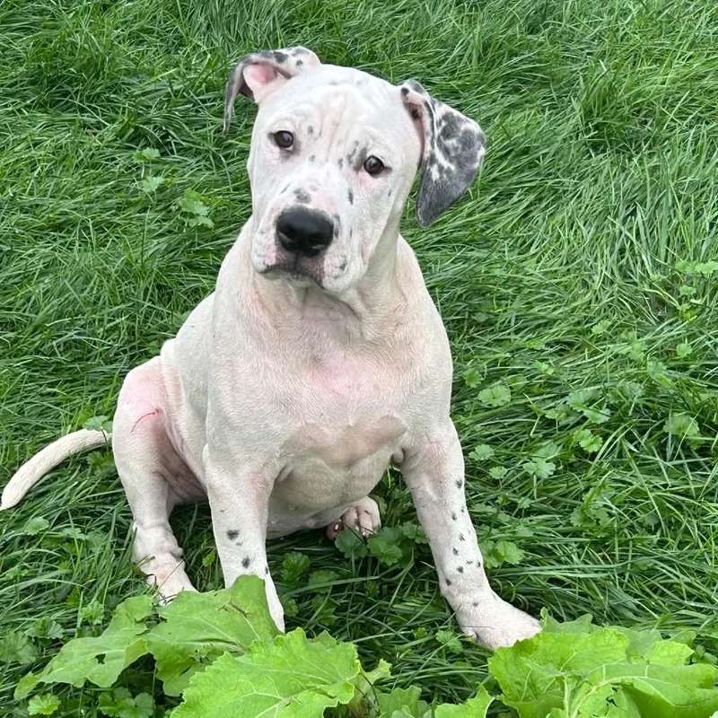 A baby large-sized female White / Cream Mixed Breed dog named Vodka for adoption in DeKalb, IL
