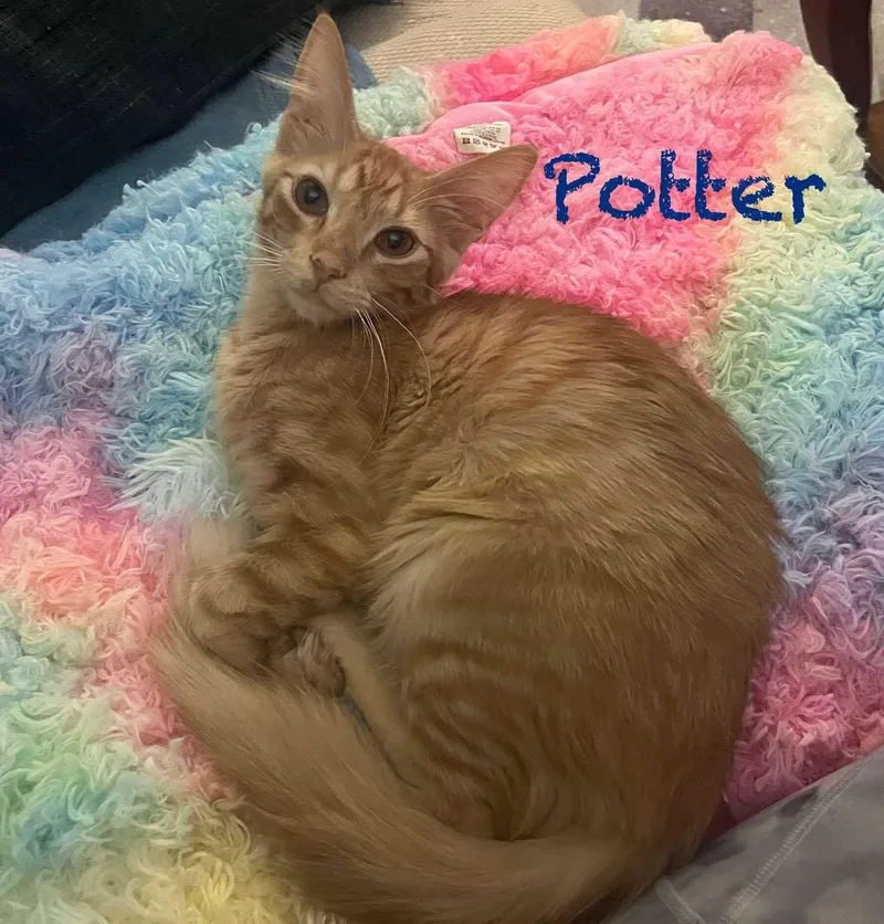 Potter