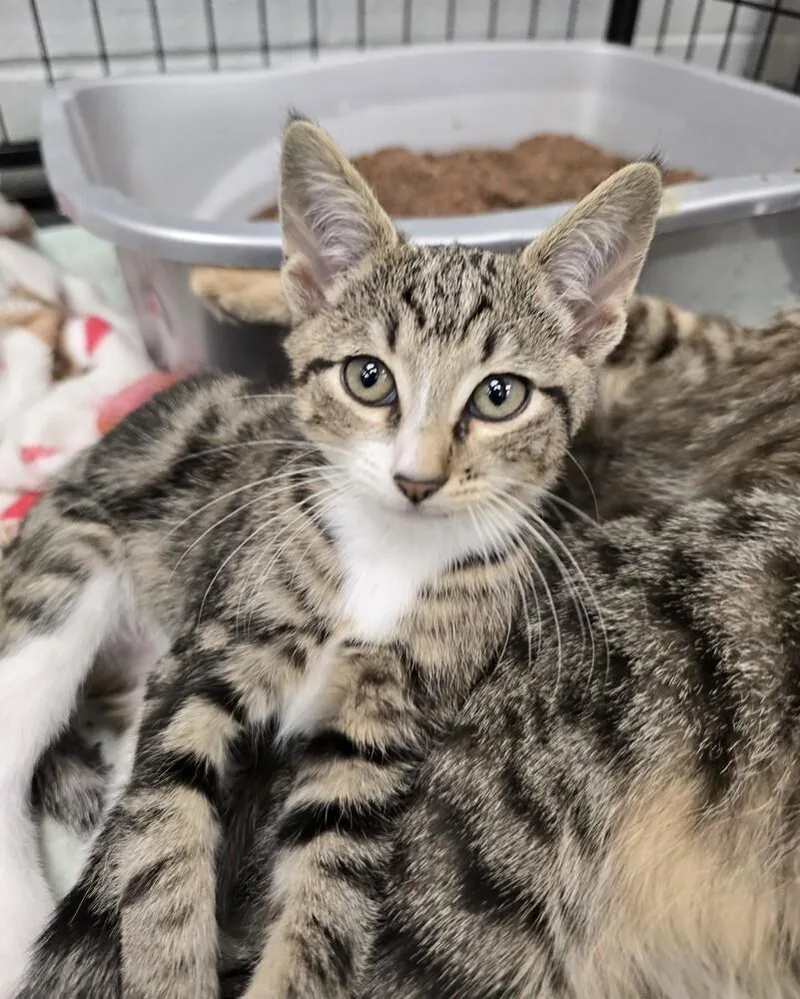 A baby small-sized male Domestic Short Hair cat named Fig for adoption in Wellington, KS
