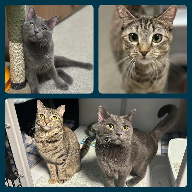 An adult medium-sized male Gray / Blue / Silver Domestic Short Hair cat named Mommy & Daddy for adoption in Whitehall, PA