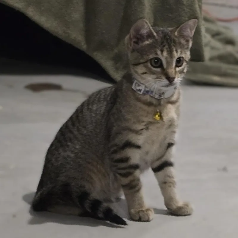 A baby medium-sized female Gray / Blue / Silver Domestic Short Hair cat named Pillow for adoption in Inver Grove Heights, MN