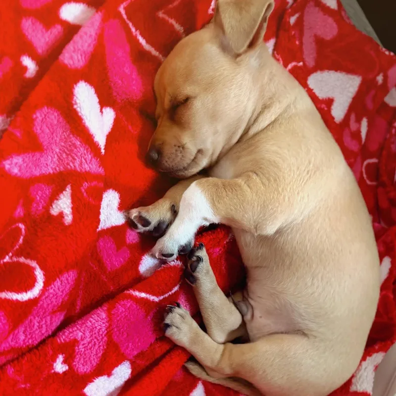 A baby small-sized male Chihuahua dog named Peter for adoption in Justin, TX