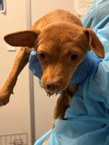 A baby small-sized male Chihuahua dog named SunnySide for adoption in Fresno, CA