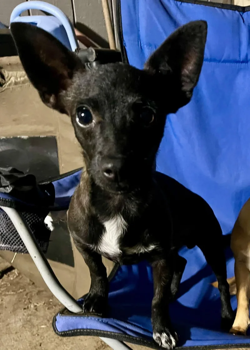 A young small-sized male Black Chihuahua dog named Jack Skellington for adoption in Eugene, OR