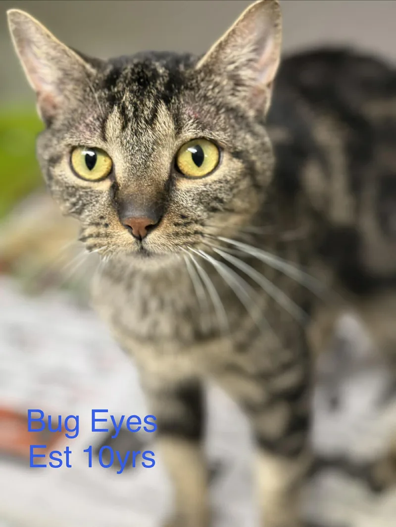 Bug Eyes thumbnail 4