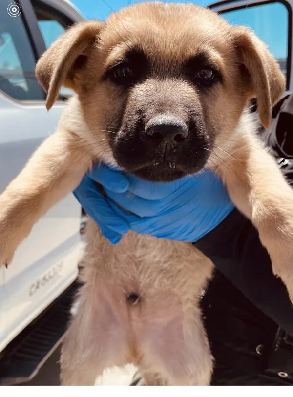 A baby medium-sized male Shepherd dog named Nacho for adoption in Victorville, CA