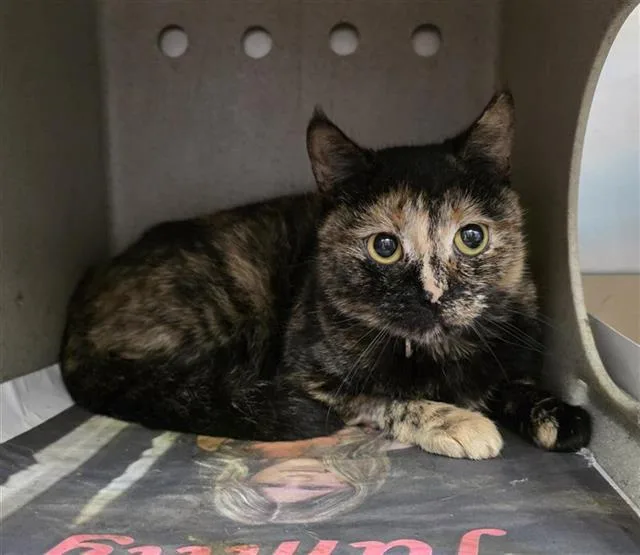 An adult small-sized female Domestic Short Hair cat named Jynx for adoption in San Antonio, TX
