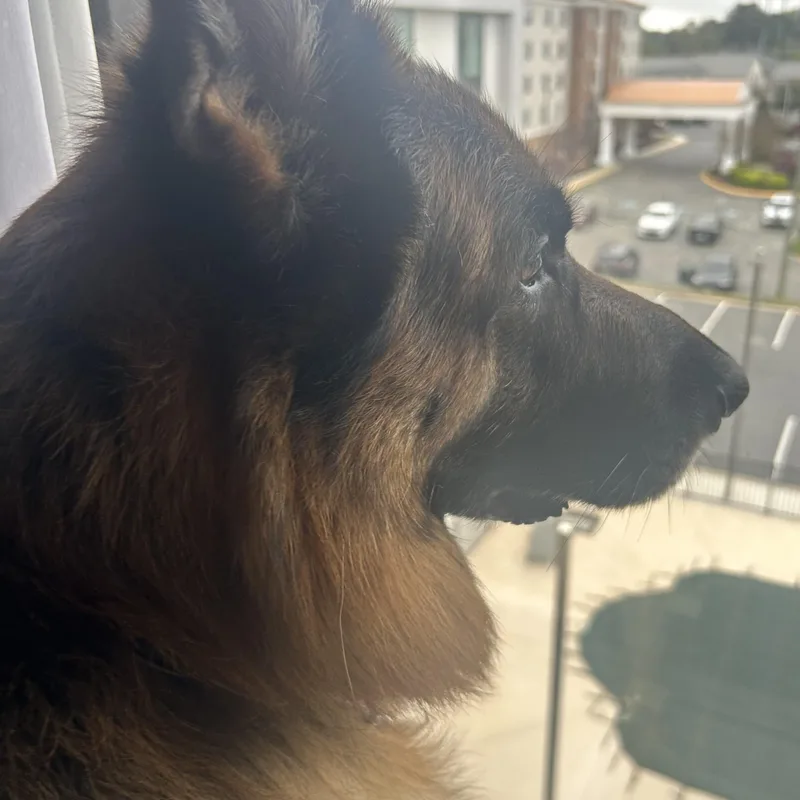 An adult large-sized male Brown / Chocolate German Shepherd Dog dog named Jax for adoption in Roslyn, NY