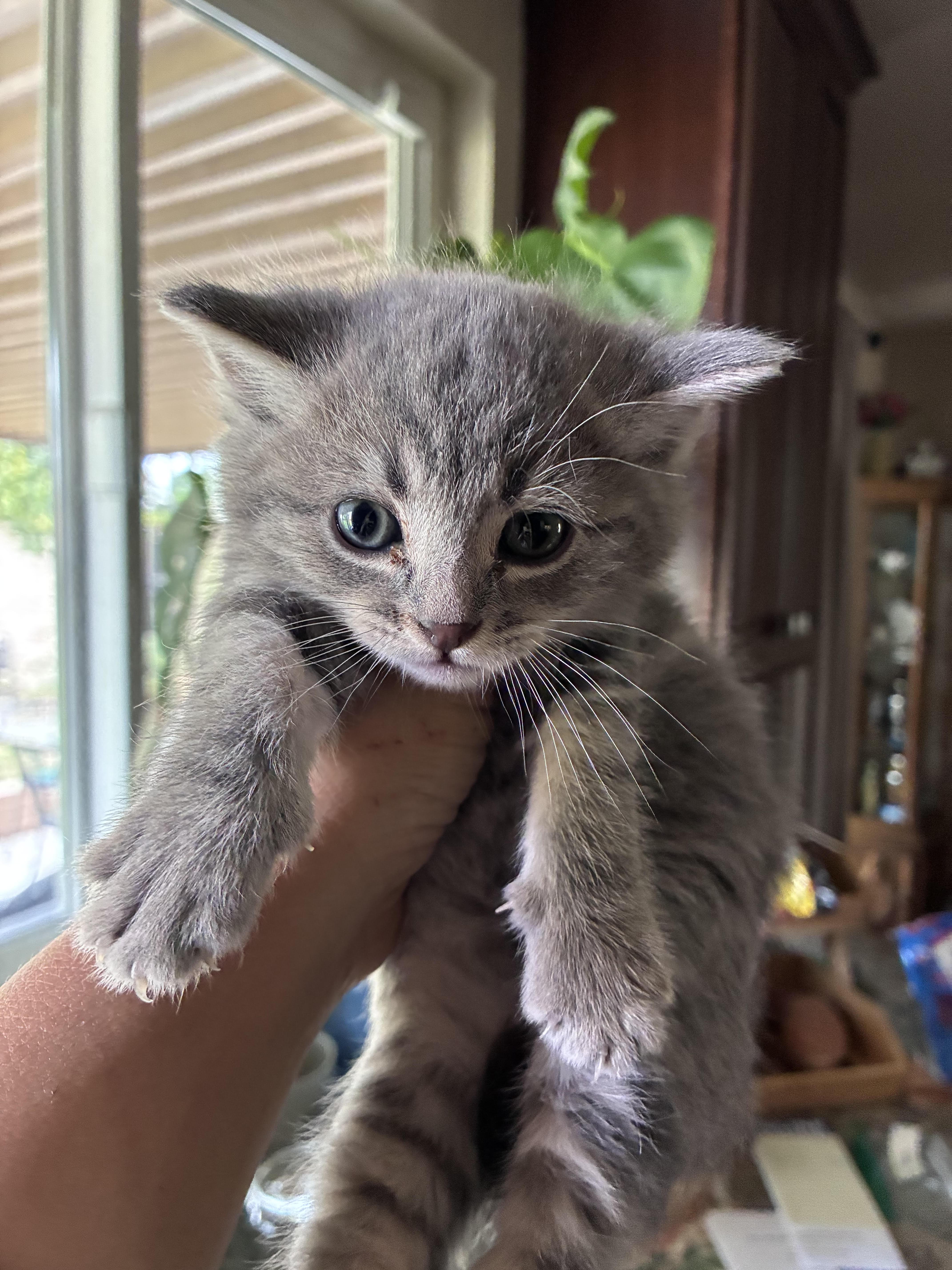 A baby small-sized male Domestic Short Hair cat named Marvin for adoption in Long Beach, CA