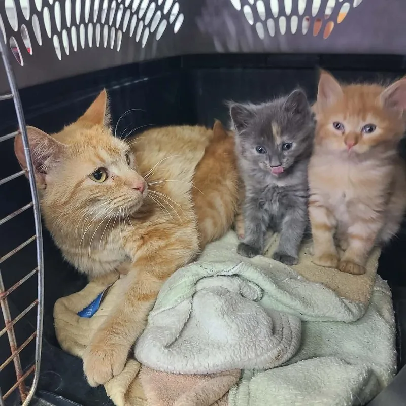 A young medium-sized female Orange / Red Domestic Short Hair cat named Cinderella for adoption in Hemet, CA