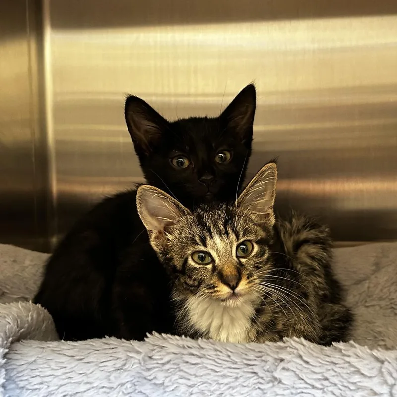 A baby small-sized male Brown / Chocolate Domestic Short Hair cat named Splish for adoption in Evanston, IL