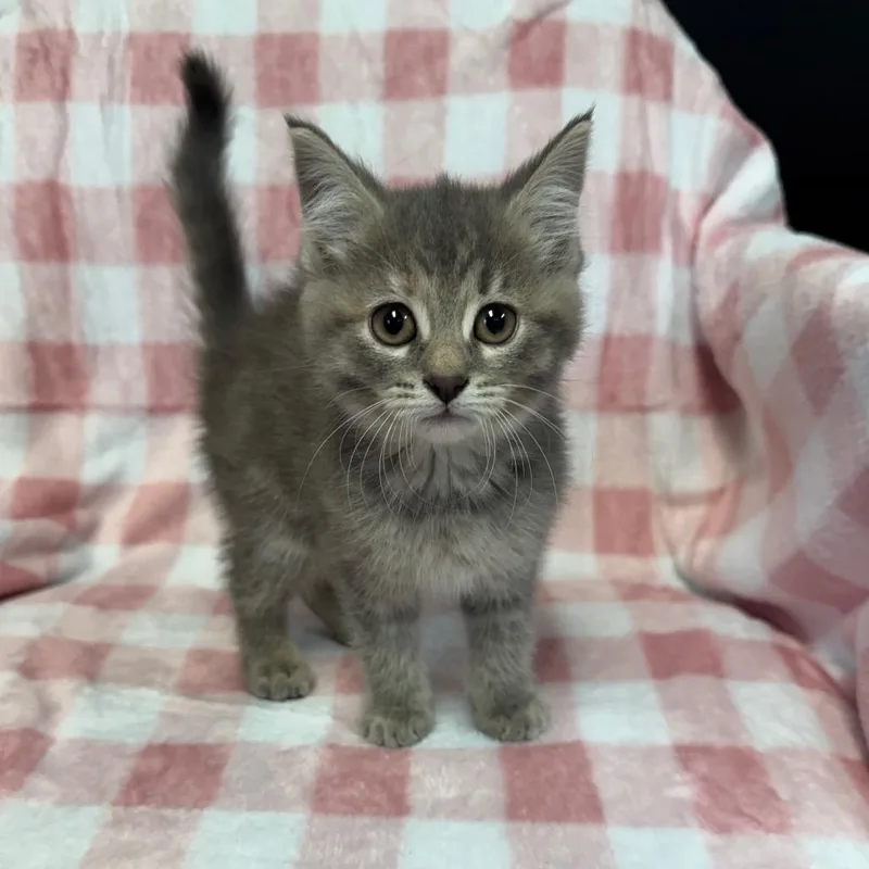 A baby small-sized female Gray / Blue / Silver Domestic Short Hair cat named Honey for adoption in Kittanning, PA