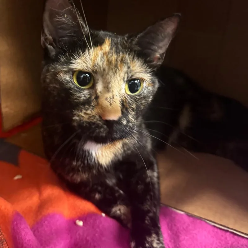 An adult medium-sized female Tortoiseshell Domestic Short Hair cat named Tessa for adoption in Wheeling, IL