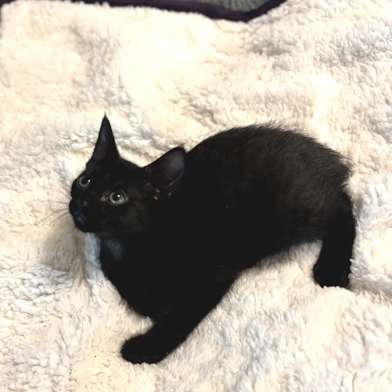 A baby small-sized female Black Domestic Short Hair cat named Blair for adoption in Fort Worth, TX