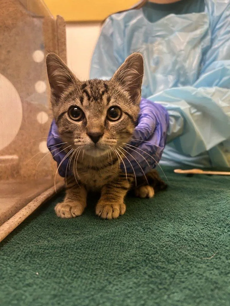 A baby small-sized male Tabby (Brown / Chocolate) Domestic Short Hair cat named Josh for adoption in Raleigh, NC