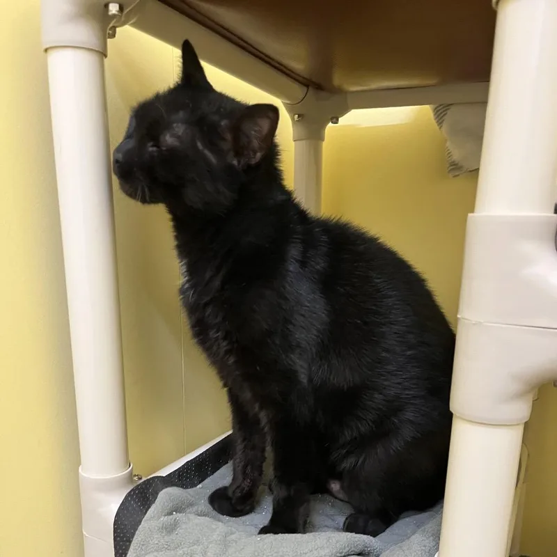 An adult large-sized female Black Domestic Short Hair cat named Chloe for adoption in Bedford, NH