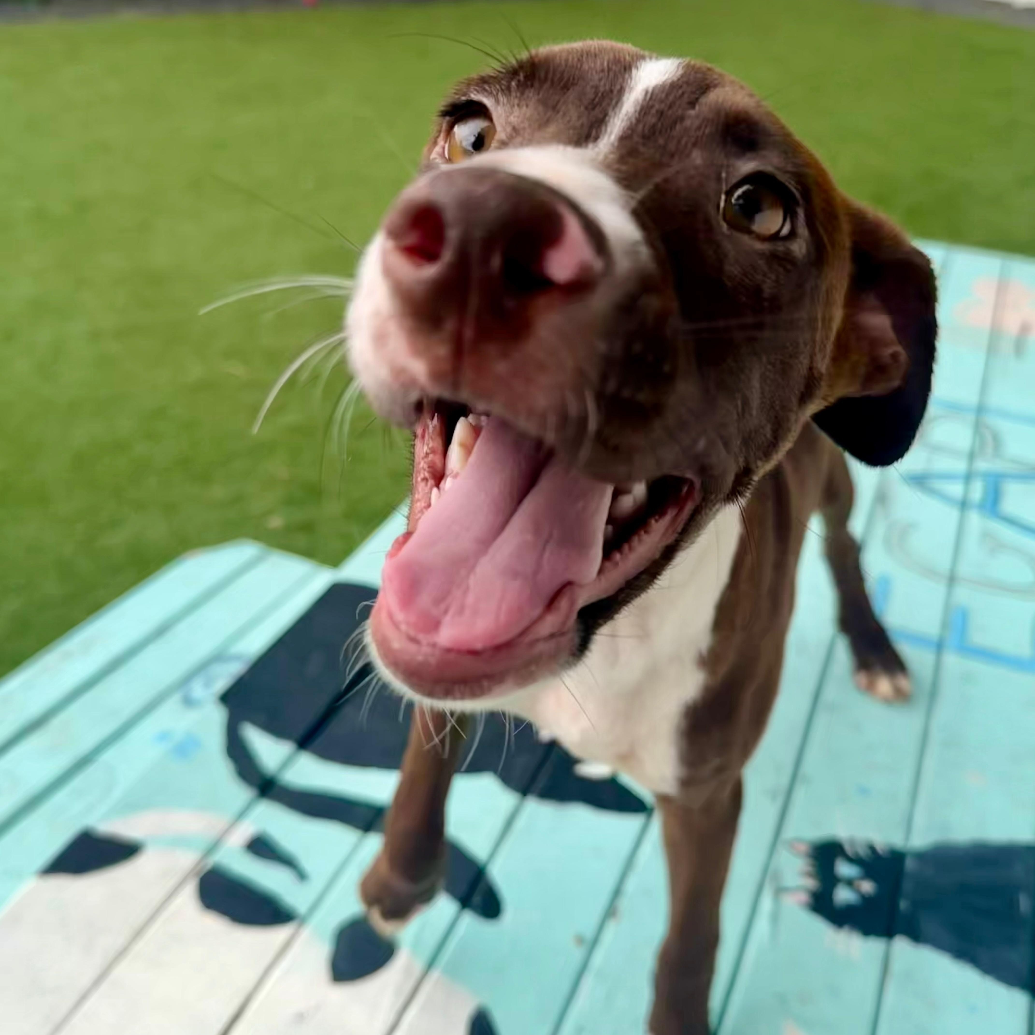 A baby medium-sized female Brown / Chocolate Mixed Breed dog named Helana for adoption in Cranston, RI