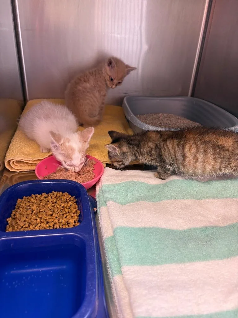 A baby medium-sized male Domestic Short Hair cat named Sassy for adoption in Mocksville, NC