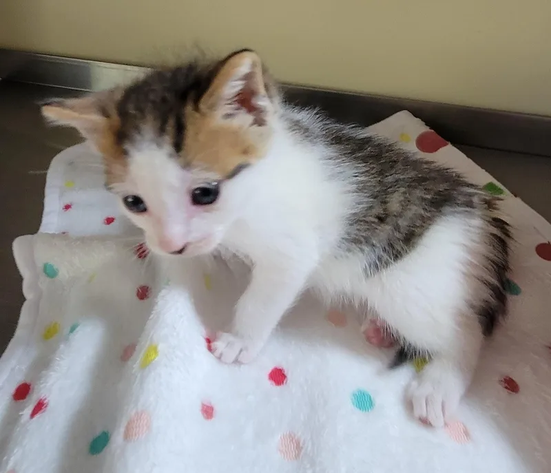 A baby large-sized male Domestic Short Hair cat named Peter for adoption in Aylett, VA