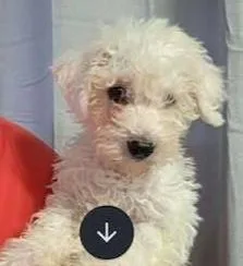 A baby small-sized male White / Cream Bichon Frise dog named Presto for adoption in Troy, IL