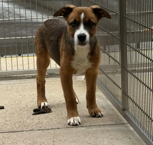 A baby medium-sized female Rottweiler dog named Dusk for adoption in Brewster, MA
